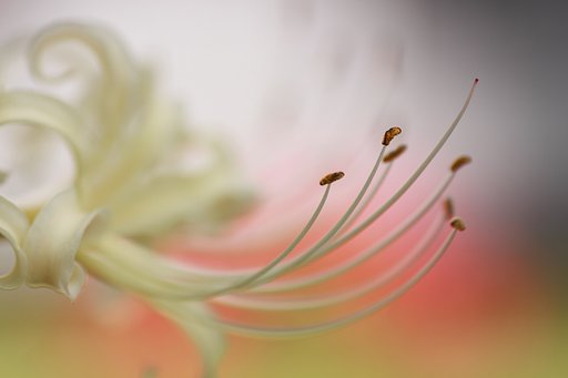 Tamron 90mm f2.8 macro 172E