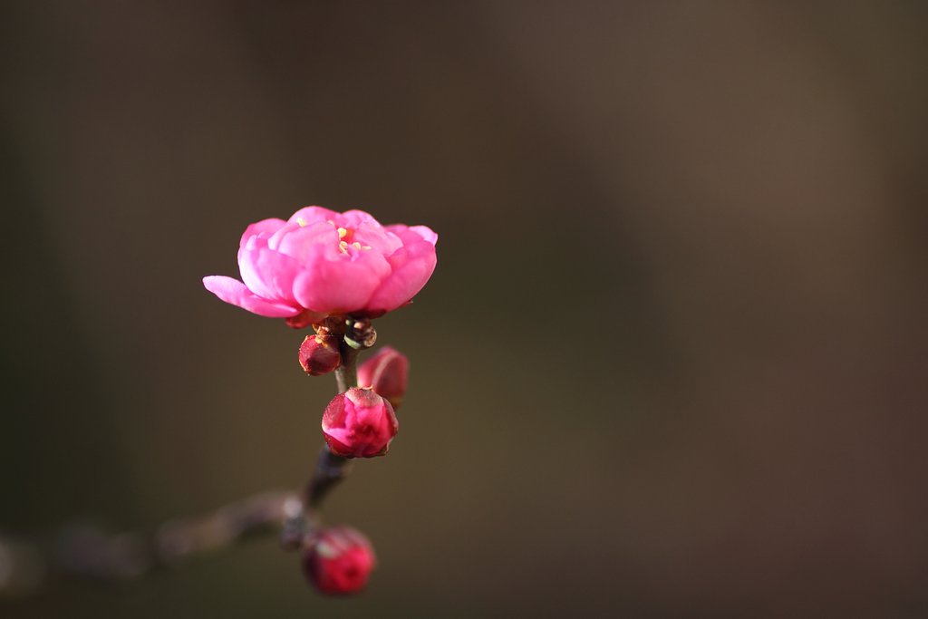梅