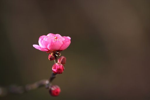 梅