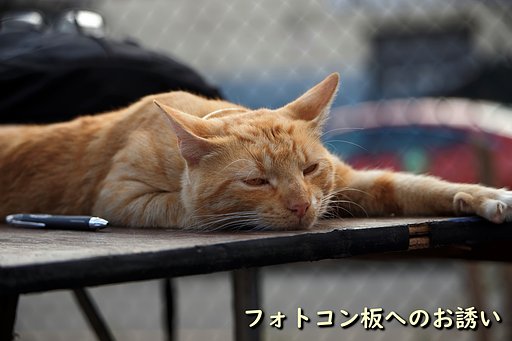今月のフォトコンへのお誘い