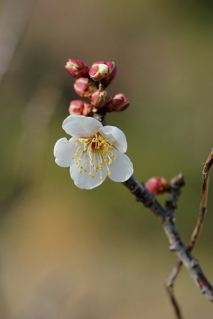 梅　