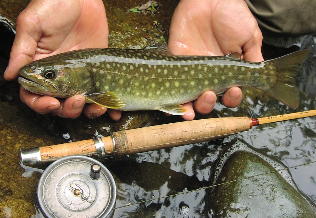 みちのく岩魚