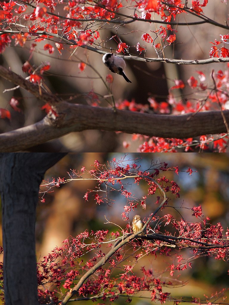 紅葉との別れを惜しんで