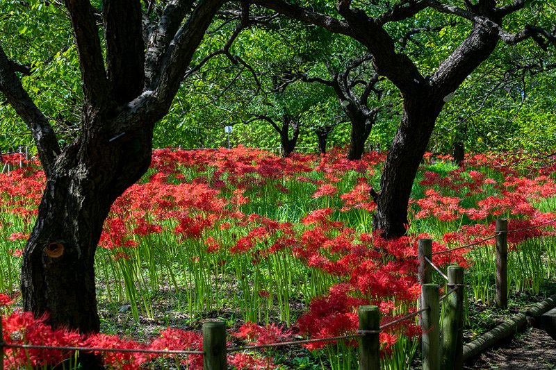EF70-200mm F2.8 L