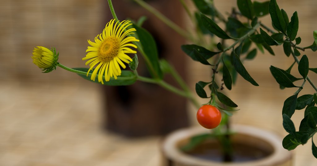 SIGMA 17-50mm F2.8 EX DC HSM 
