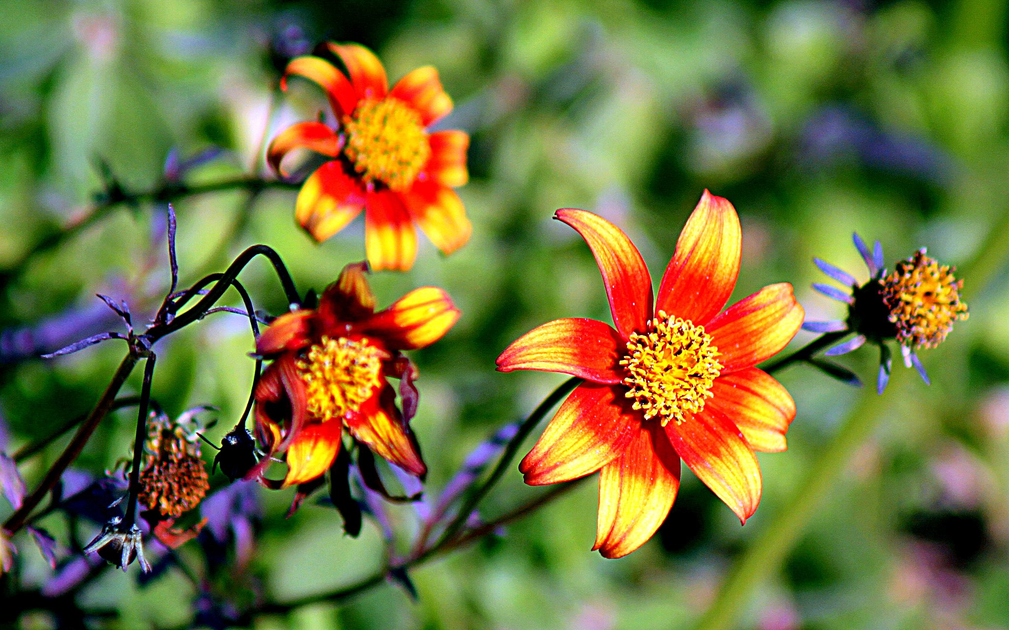 TAMRON 100-300mmF5-6.3 TELE-MACRO 　