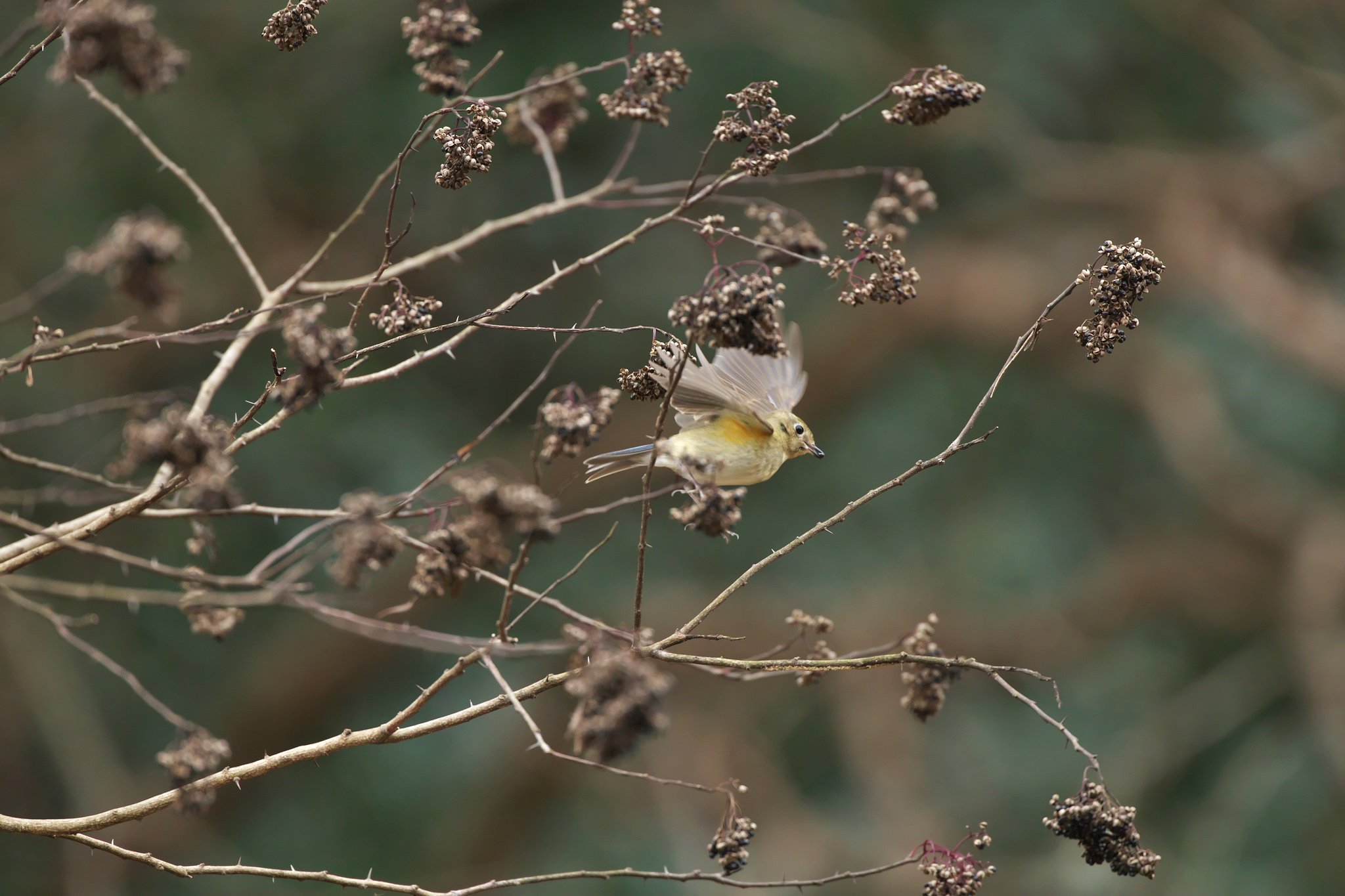 EF500mm F4L IS＋EF1.4xⅢ