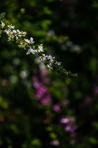 EF70-200mm F2.8 L