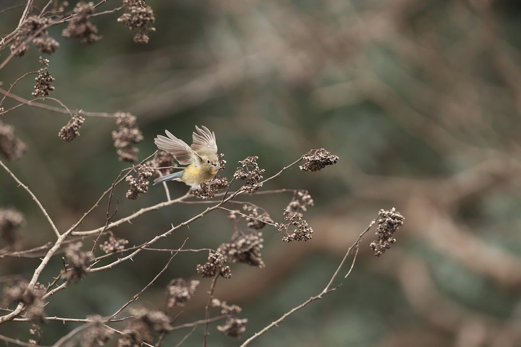 ルリビタキ♀3