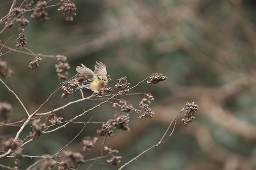 ルリビタキ♀3