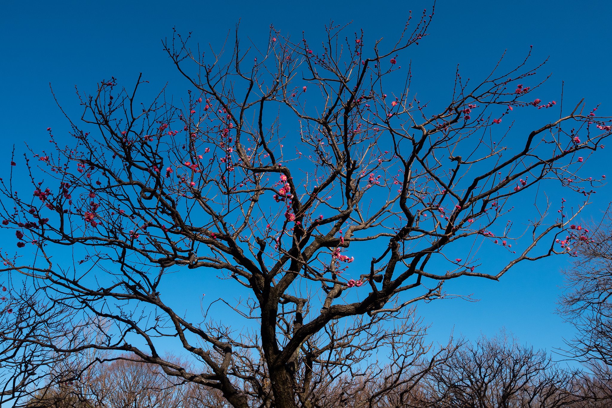 OLYMPUS M.12-40mm F2.8