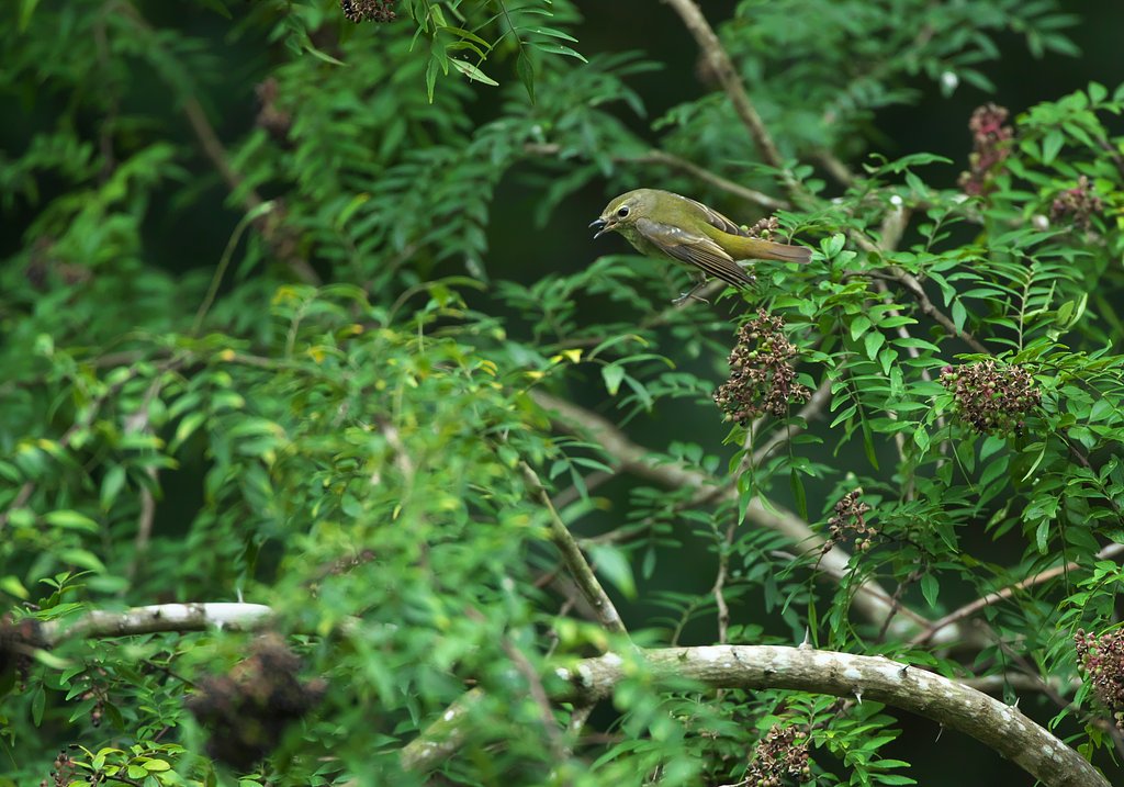 EF500mm F4L IS＋EF1.4xⅢ