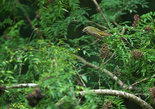 EF500mm F4L IS＋EF1.4xⅢ