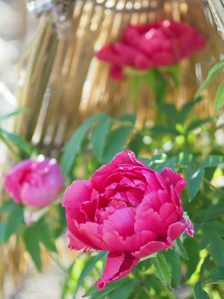 冬花のポートレート