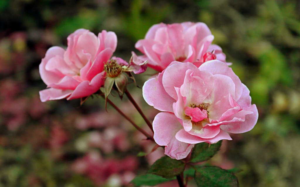 冬のミニ薔薇