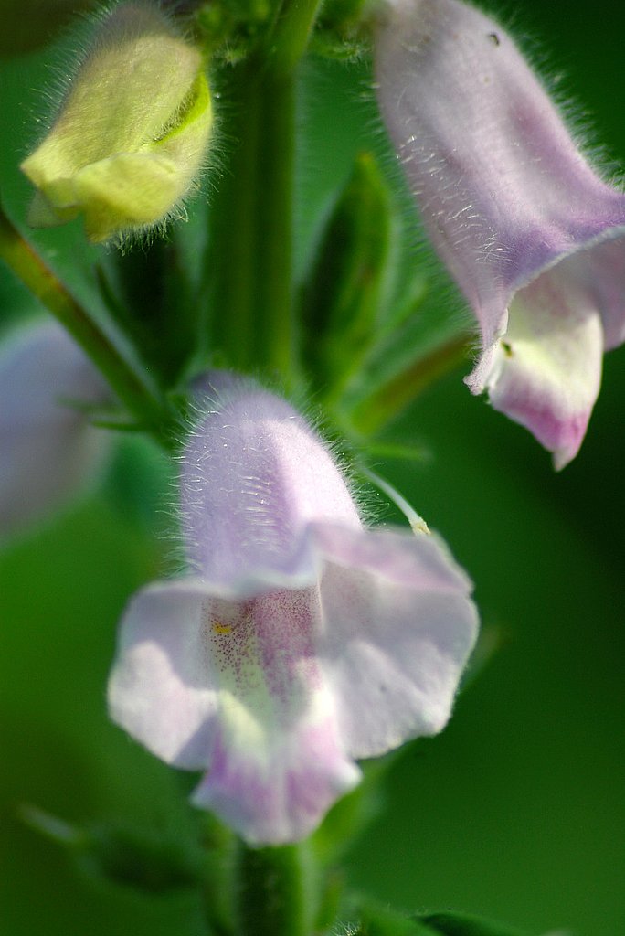 ごまの花