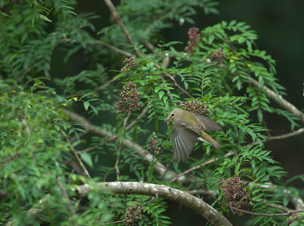 キビタキ♀2