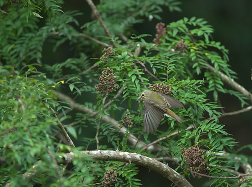 キビタキ♀2
