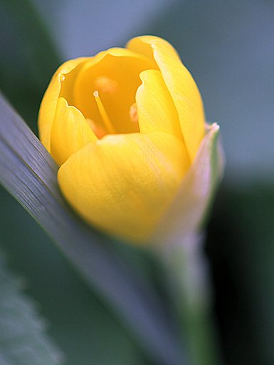 雨後の黄色な花をＵＰ