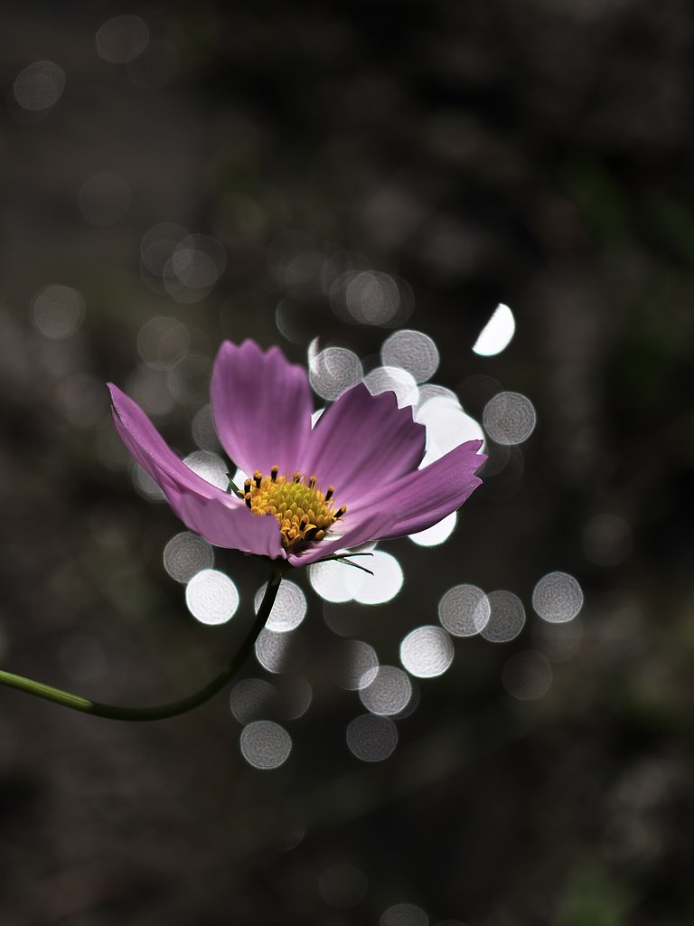 ED 30mm F3.5 Macro