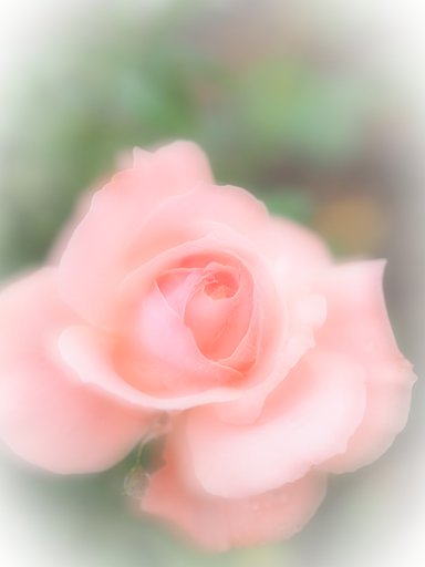 秋バラ