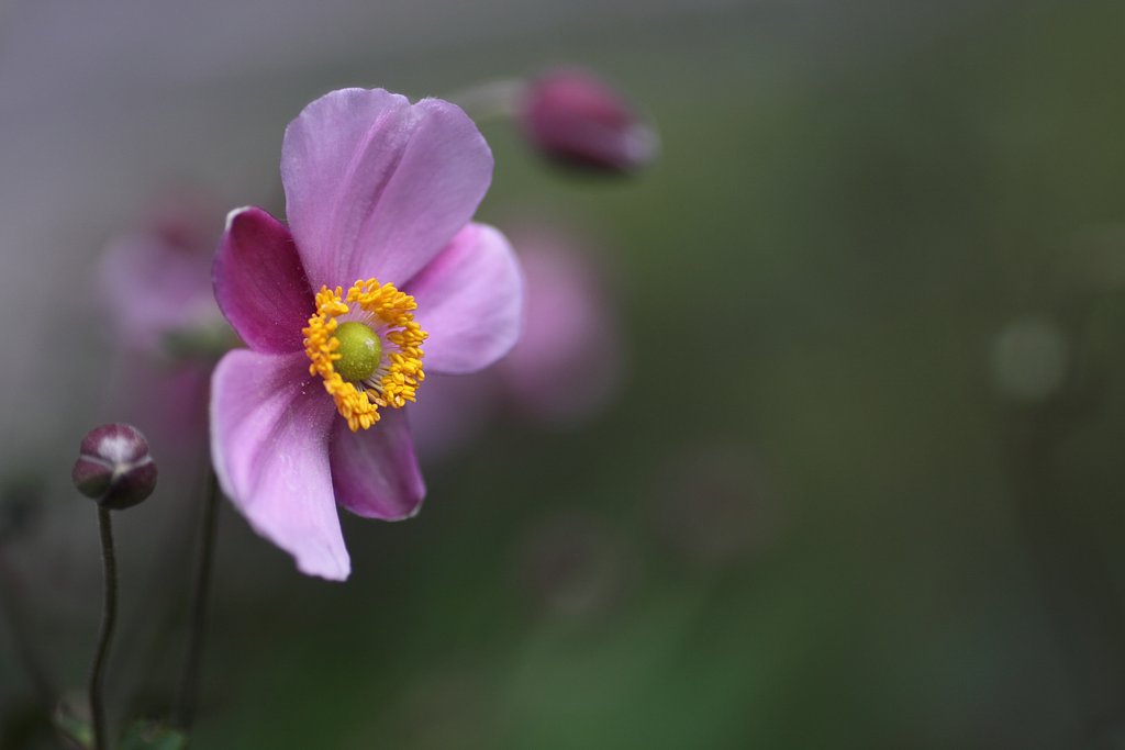 Tamron 90mm f2.8 macro 172E