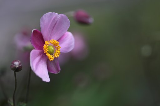 Tamron 90mm f2.8 macro 172E