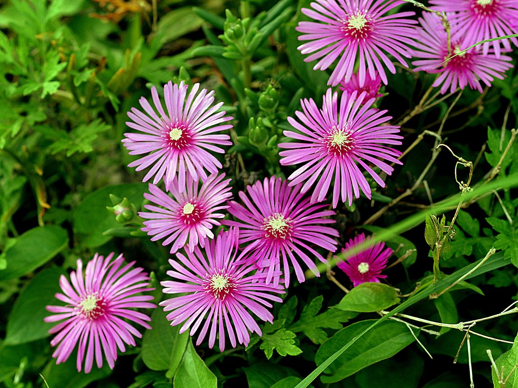 【散歩】途中で見た花　マツバキク