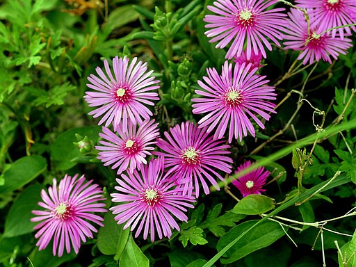 【散歩】途中で見た花　マツバキク
