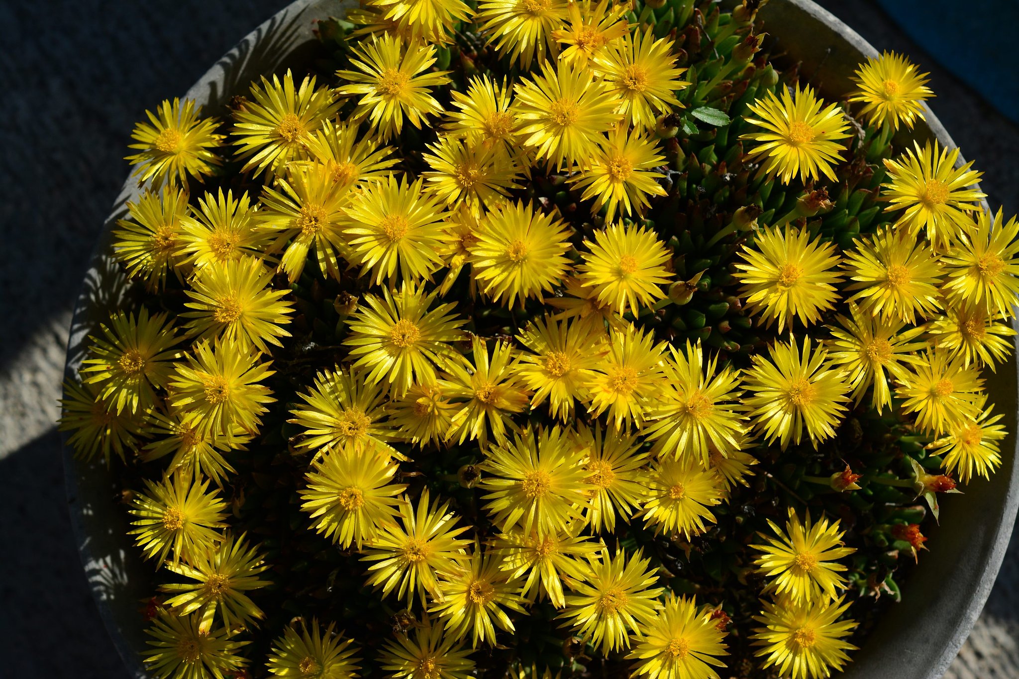 三時草