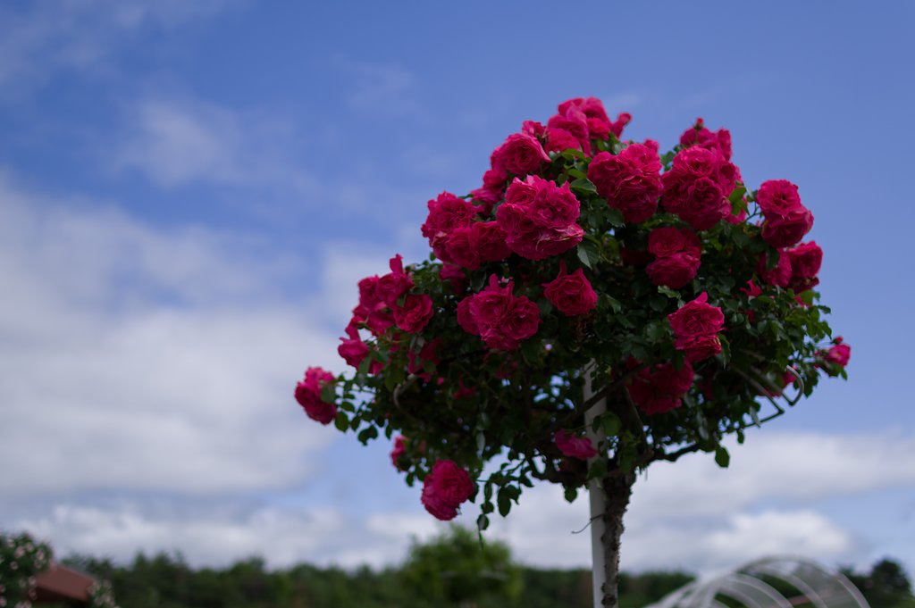【散歩】薔薇園