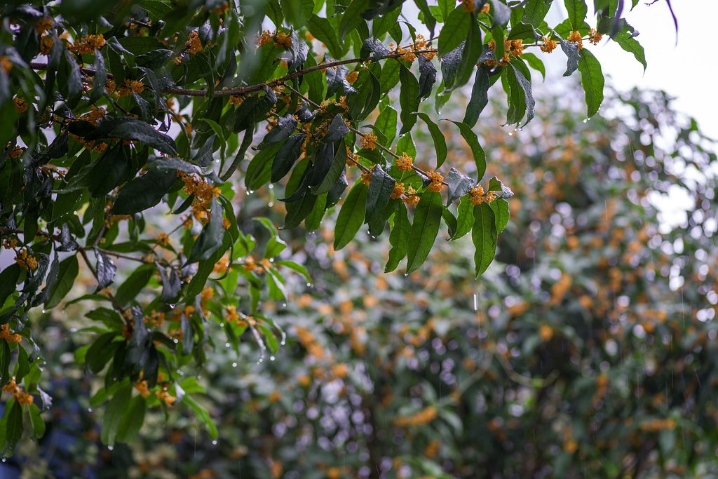 雨の金木犀
