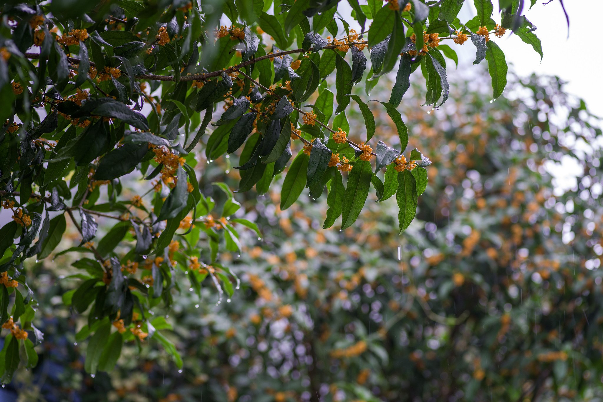 雨の金木犀