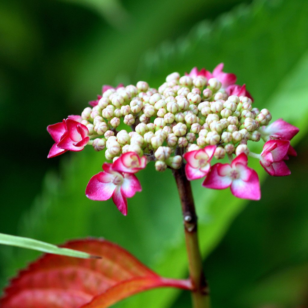 紫陽花