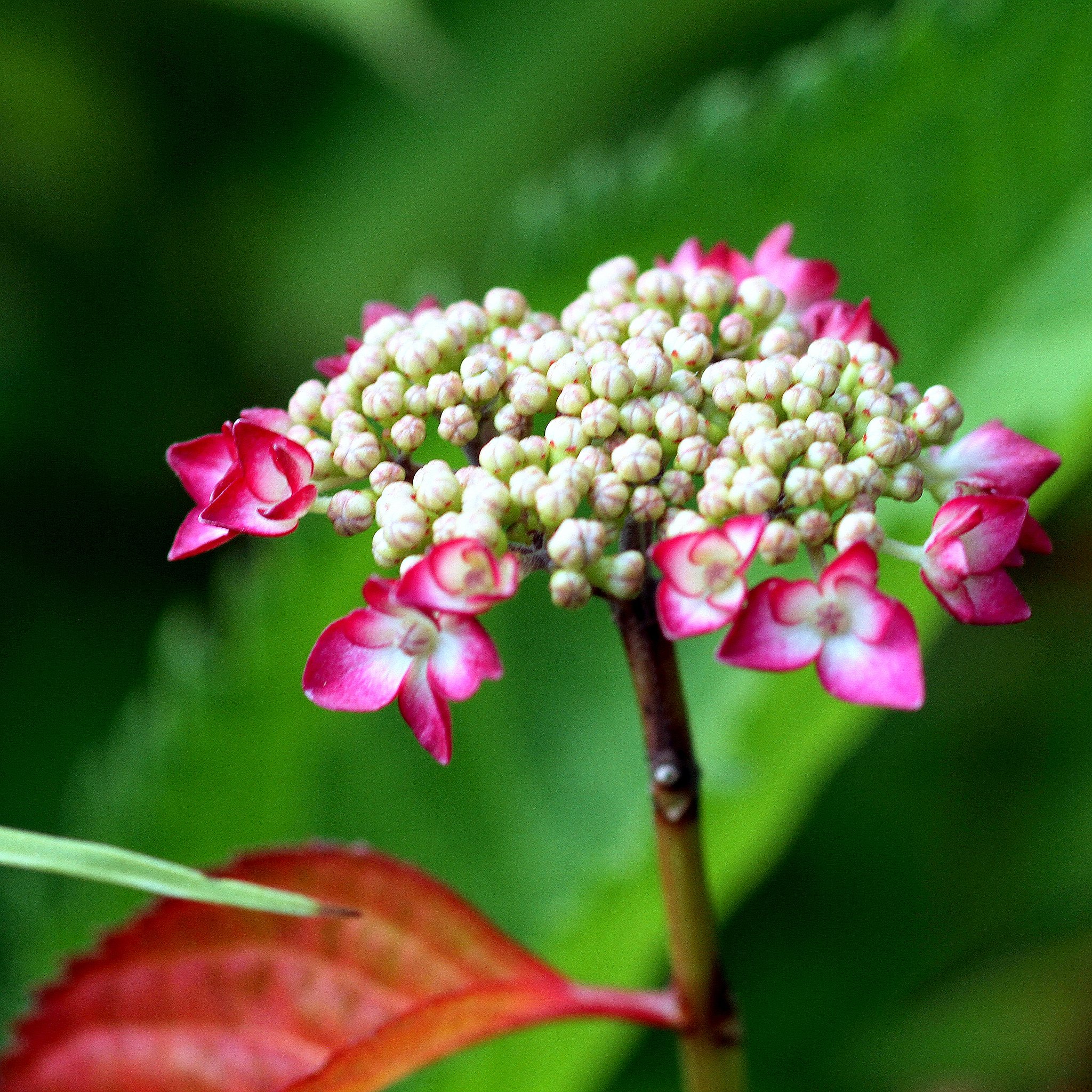 紫陽花