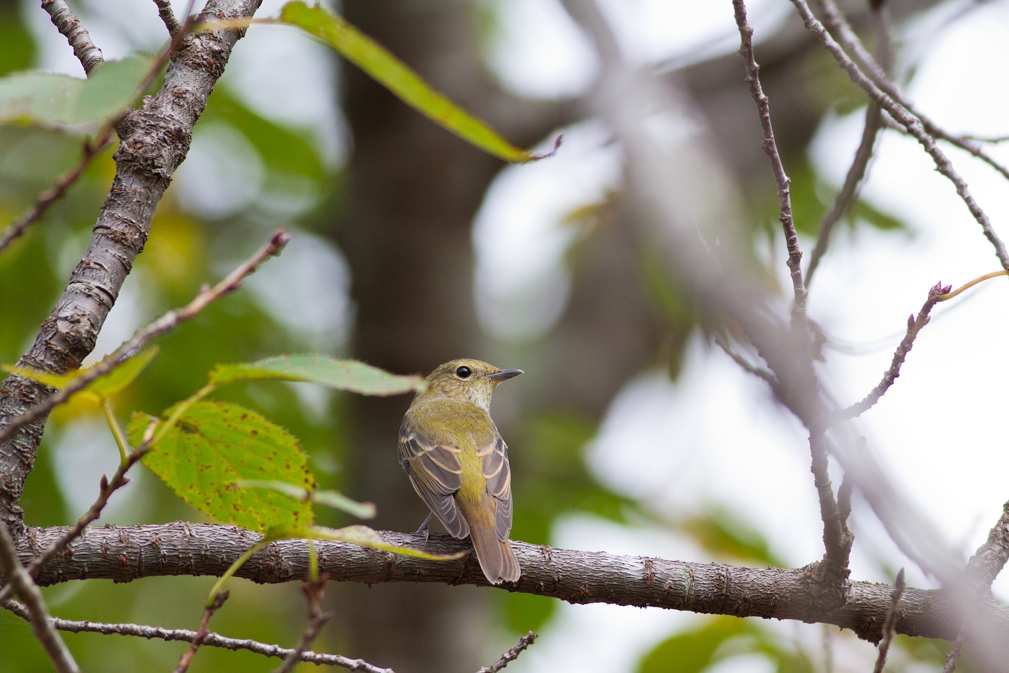 キビタキ♀