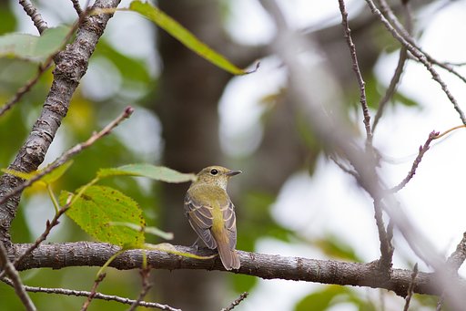 キビタキ♀