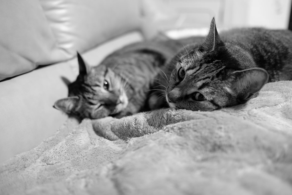 ねこ