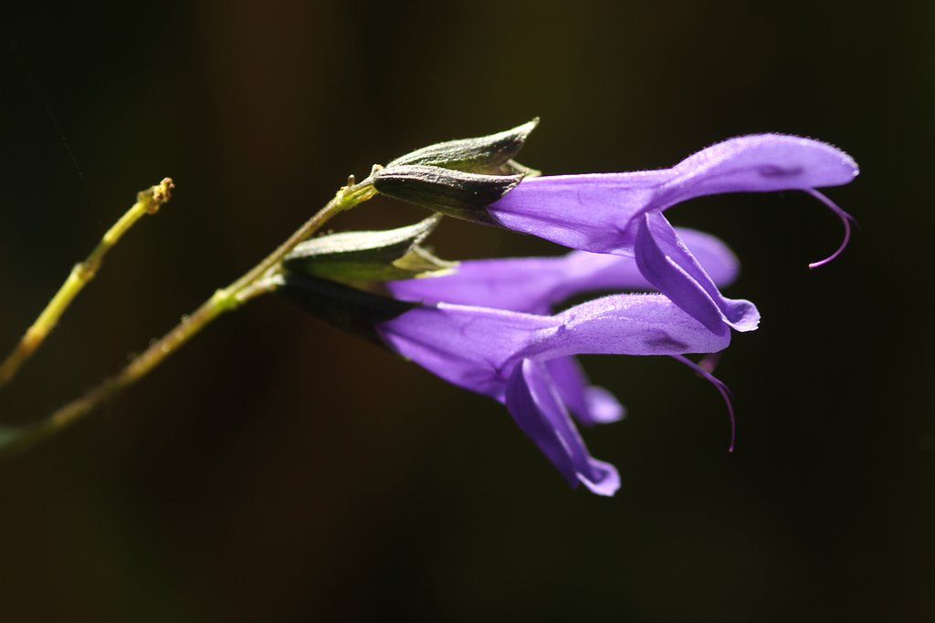 Sigma 105mm F2.8macro