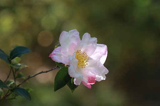 Tamron 90mm f2.8 macro 172E