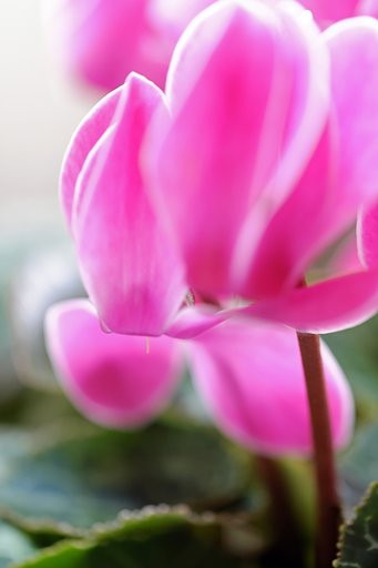 鉢植えの花