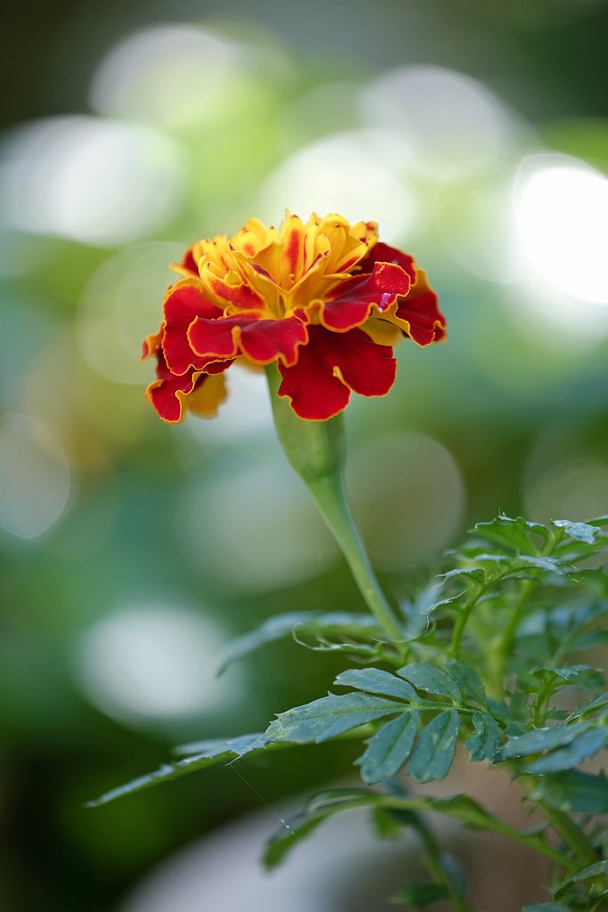 花
