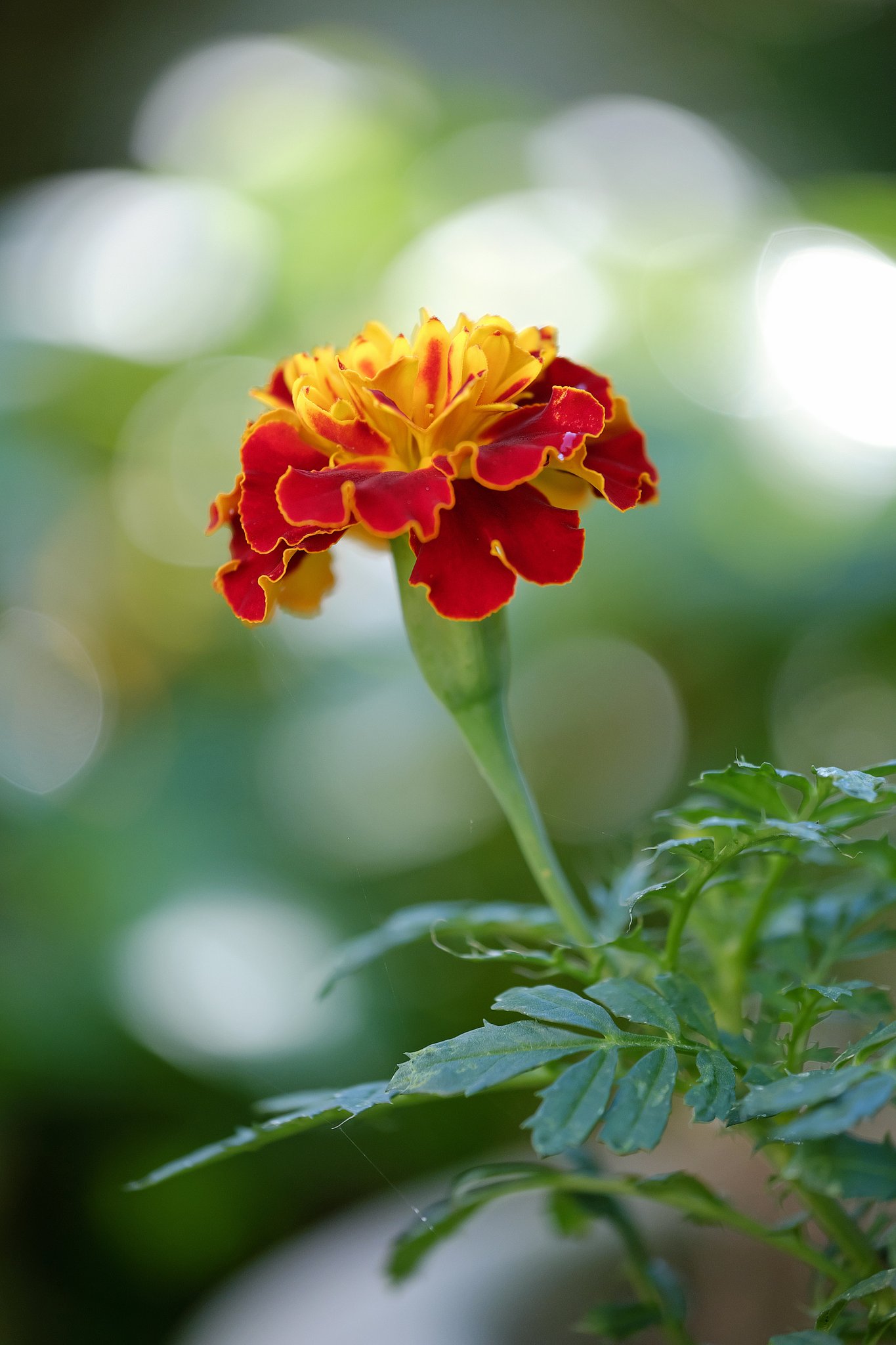 花