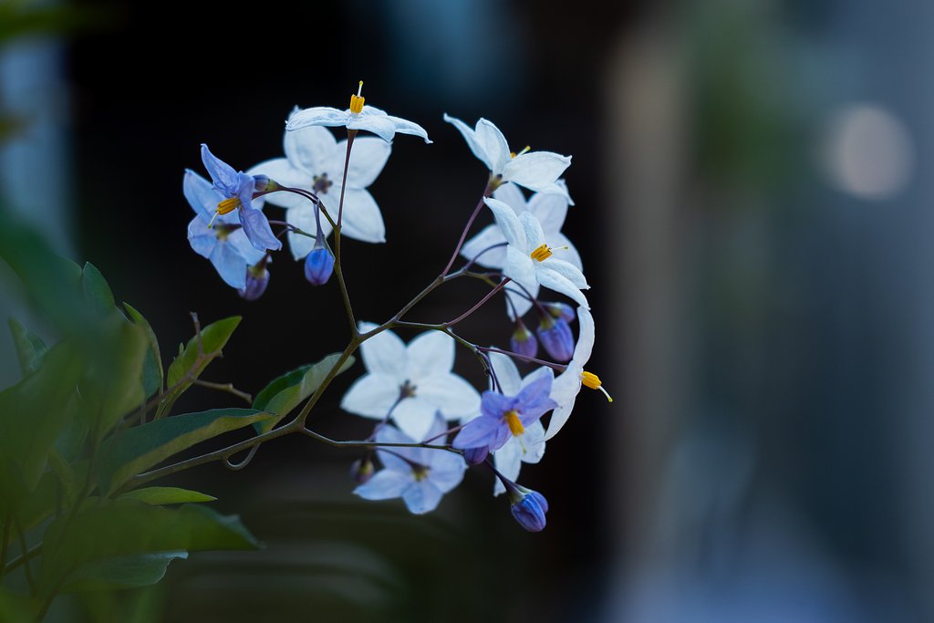 M.ZUIKO ED 60mm F2.8 MACRO
