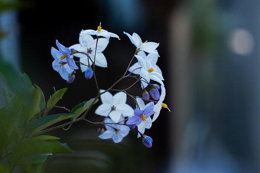 M.ZUIKO ED 60mm F2.8 MACRO