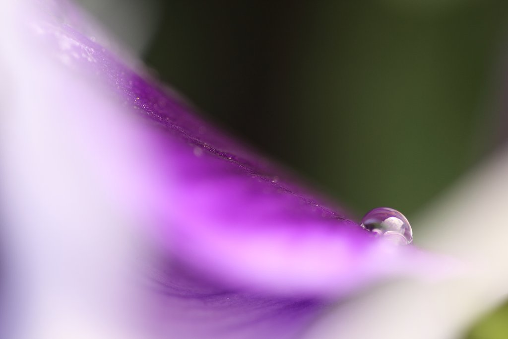 Tamron 90mm f2.8 macro 172E