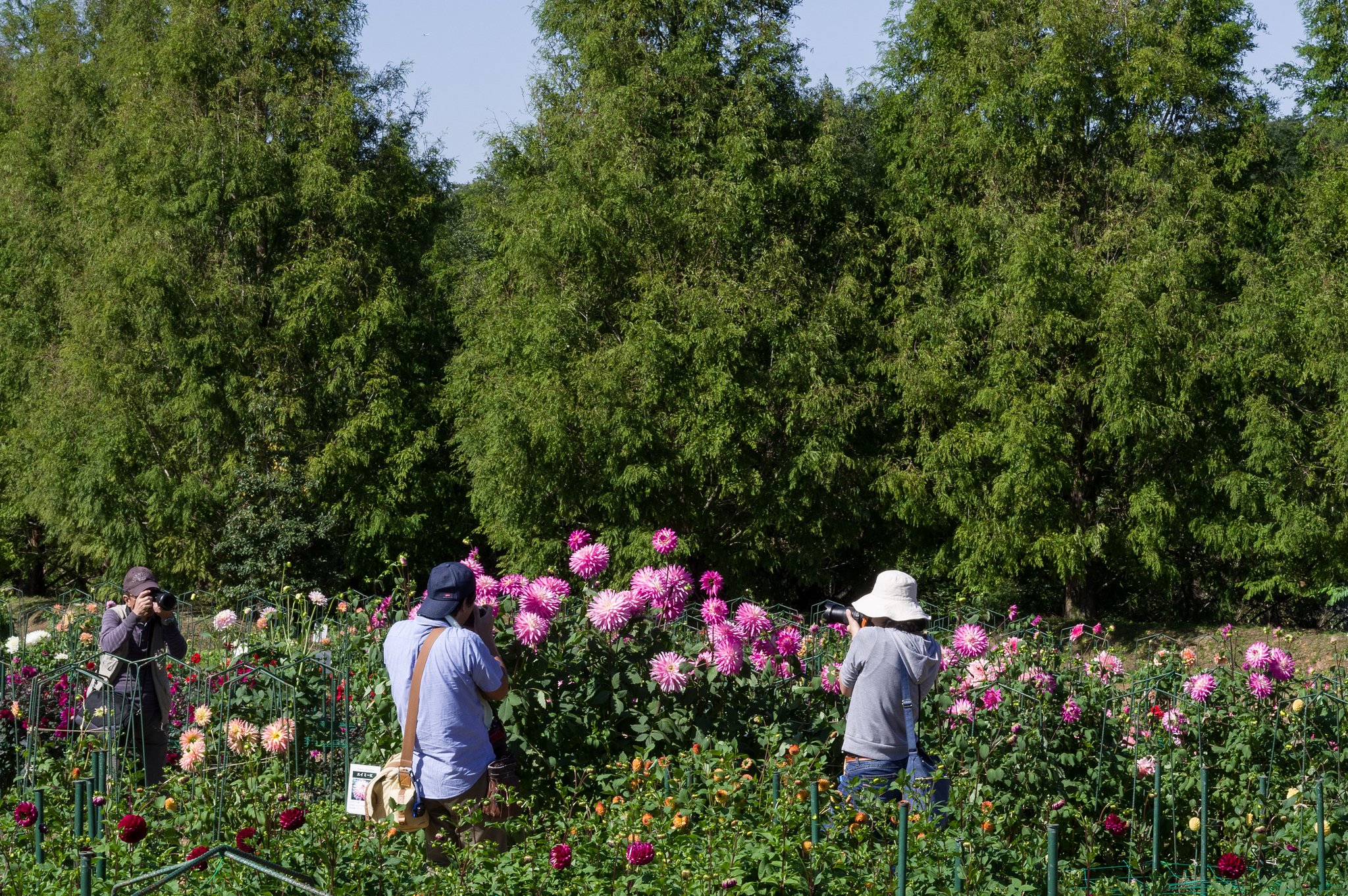PENTAX-DA 50mmF1.8