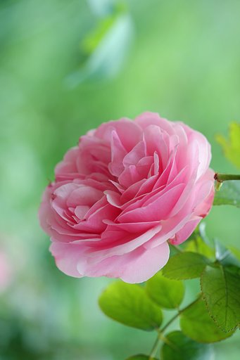 薔薇