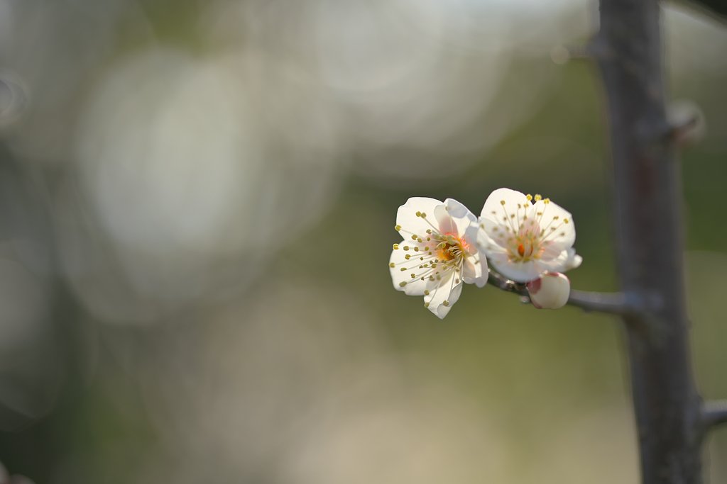 Tamron 90mm F2.8  Macro  F017