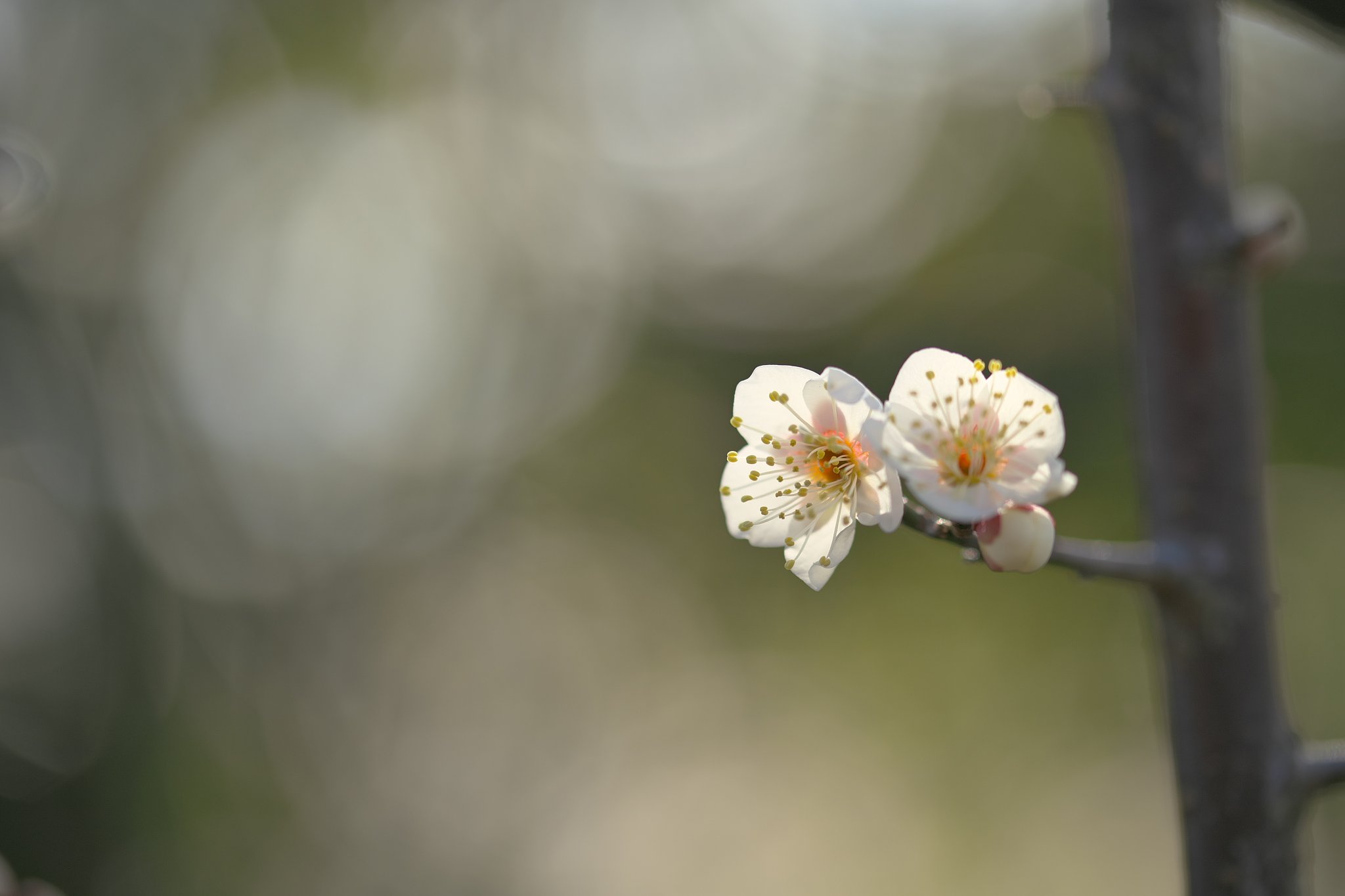 Tamron 90mm F2.8  Macro  F017